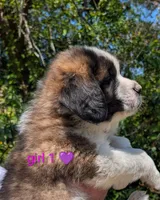 Female Saint Bernard 1, a female Saint Bernard for sale in Jeffersonville, KY – Photo 2 of 4