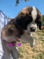 Female Saint Bernard 1, a female Saint Bernard for sale in Jeffersonville, KY – Photo 3 of 4