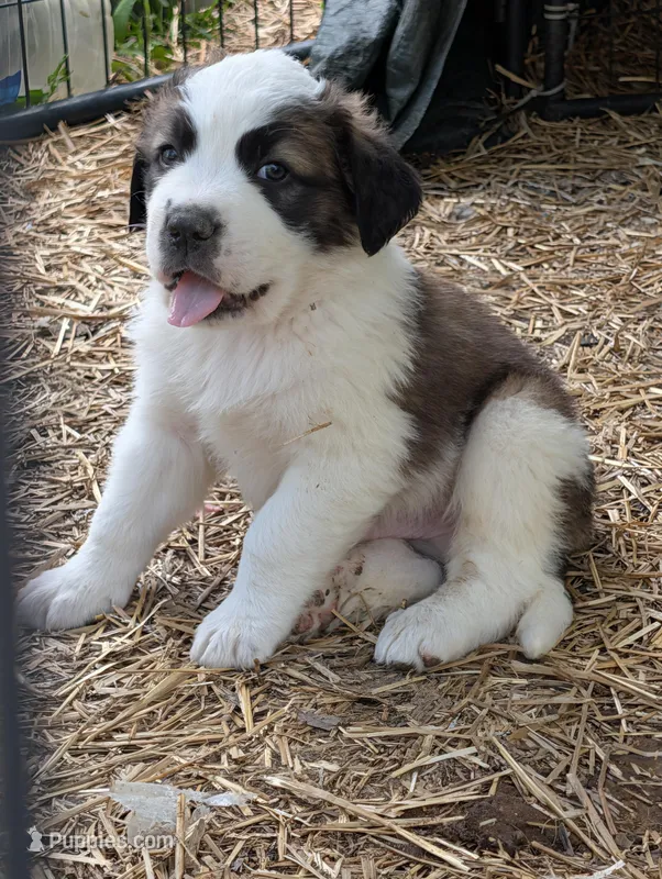 Male Saint Bernard – Saint Bernard puppy for sale in Jeffersonville, KY