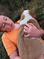 Saint Bernard Puppy - Debbie, a female Saint Bernard for sale in Jeffersonville, KY – 2 of 3