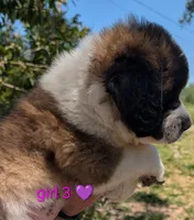 Female Saint 3, a female Saint Bernard for sale in Jeffersonville, KY – Photo 3 of 4