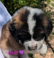 Female Saint 3, a female Saint Bernard for sale in Jeffersonville, KY – Photo 2 of 4