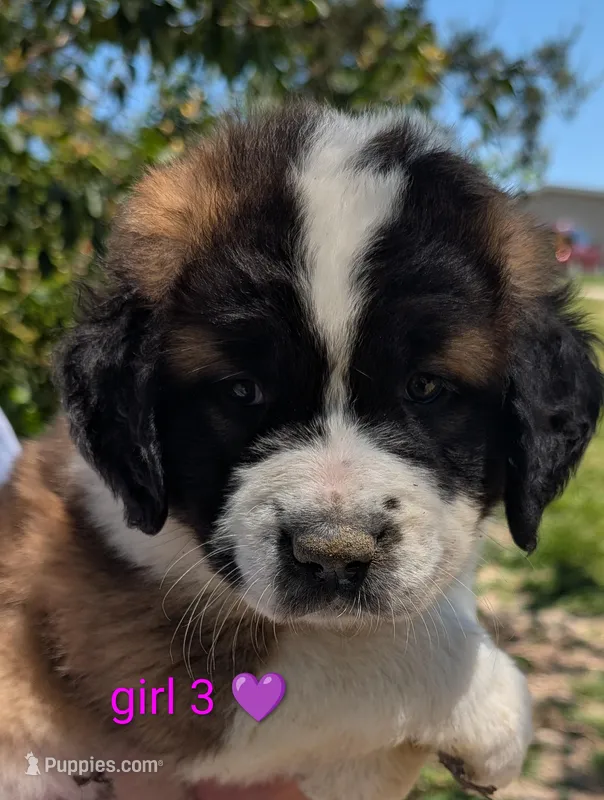 Female Saint 3 – Saint Bernard puppy for sale in Jeffersonville, KY