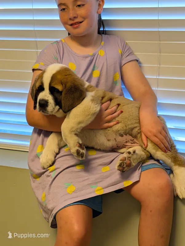 Saint Bernard - Sherman  – Saint Bernard puppy for sale in Jeffersonville, KY