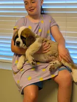 Saint Bernard - Sherman , a male Saint Bernard for sale in Jeffersonville, KY – 1 of 1