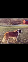 Female 2 Saint Bernard , a female Saint Bernard for sale in Jeffersonville, KY – Photo 2 of 2