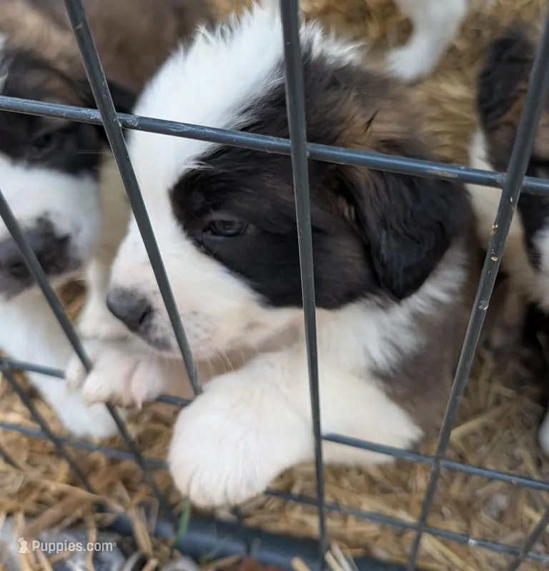 Female 2 Saint Bernard , a female Saint Bernard for sale in Jeffersonville, KY – Photo 1 of 2