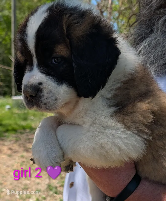 Female 2 Saint Bernard  – Saint Bernard puppy for sale in Jeffersonville, KY