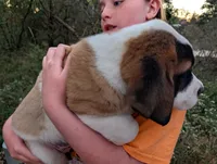 Saint Bernard Puppy - Debbie, a female Saint Bernard for sale in Jeffersonville, KY – 3 of 3