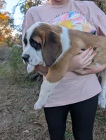 Saint Bernard Puppy - Danni, a female Saint Bernard for sale in Jeffersonville, KY – 1 of 1