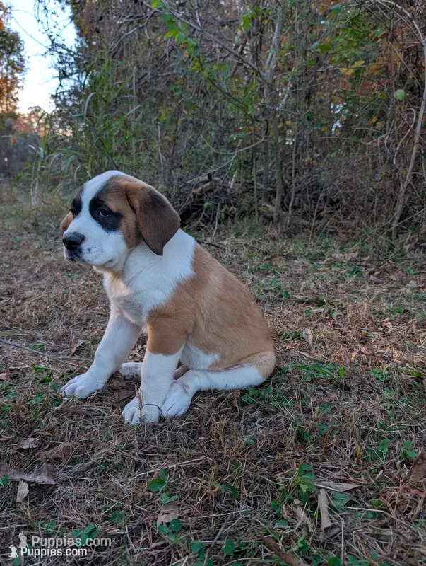 Saint Bernard Puppy - Debbie – Saint Bernard puppy for sale in Jeffersonville, KY