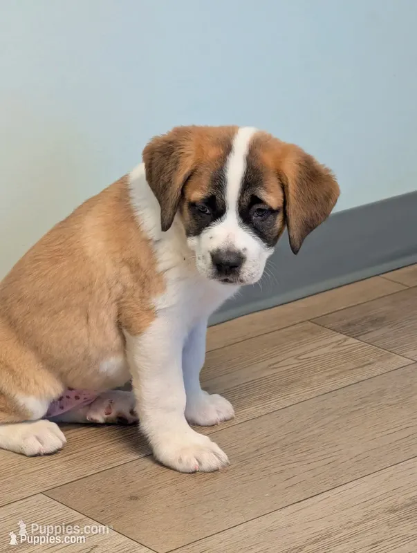Saint Bernard Puppy - Debbie – Saint Bernard puppy for sale in Jeffersonville, KY