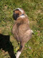 Male Saint Bernard 2, a male Saint Bernard for sale in Jeffersonville, KY – Photo 3 of 3