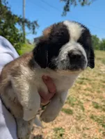 Male Saint Bernard 2, a male Saint Bernard for sale in Jeffersonville, KY – Photo 2 of 3