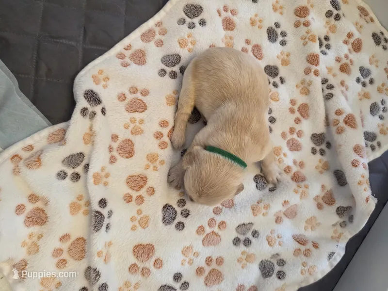 Dark Green – Golden Retriever puppy for sale in Cicero, NY