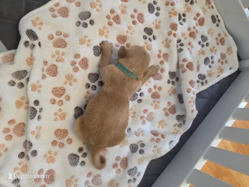 Teal – Golden Retriever puppy for sale in Cicero, NY