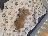 Teal, a male Golden Retriever for sale in Cicero, NY – 1 of 4