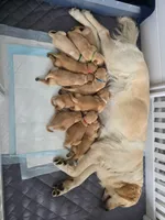 White, a female Golden Retriever for sale in Cicero, NY – 3 of 4