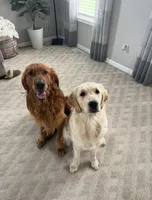 Light Pink, a male Golden Retriever for sale in Cicero, NY – 3 of 4