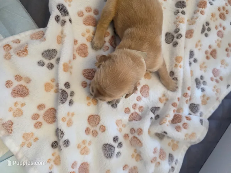 White – Golden Retriever puppy for sale in Cicero, NY