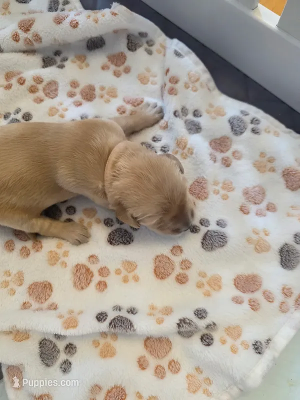 Light Pink – Golden Retriever puppy for sale in Cicero, NY