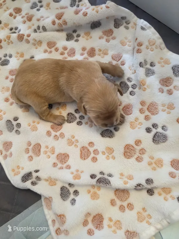 Orange – Golden Retriever puppy for sale in Cicero, NY