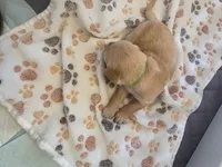 Light Green, a female Golden Retriever for sale in Cicero, NY – 1 of 4