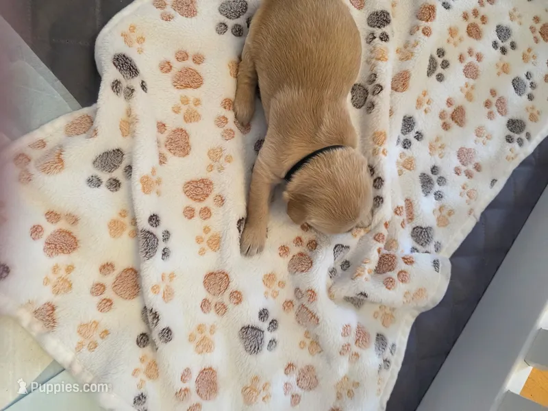 Black – Golden Retriever puppy for sale in Cicero, NY