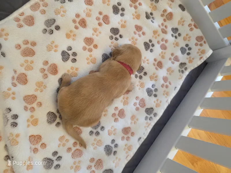 Dark Pink – Golden Retriever puppy for sale in Cicero, NY