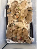 Dark Pink, a male Golden Retriever for sale in Cicero, NY – 4 of 4