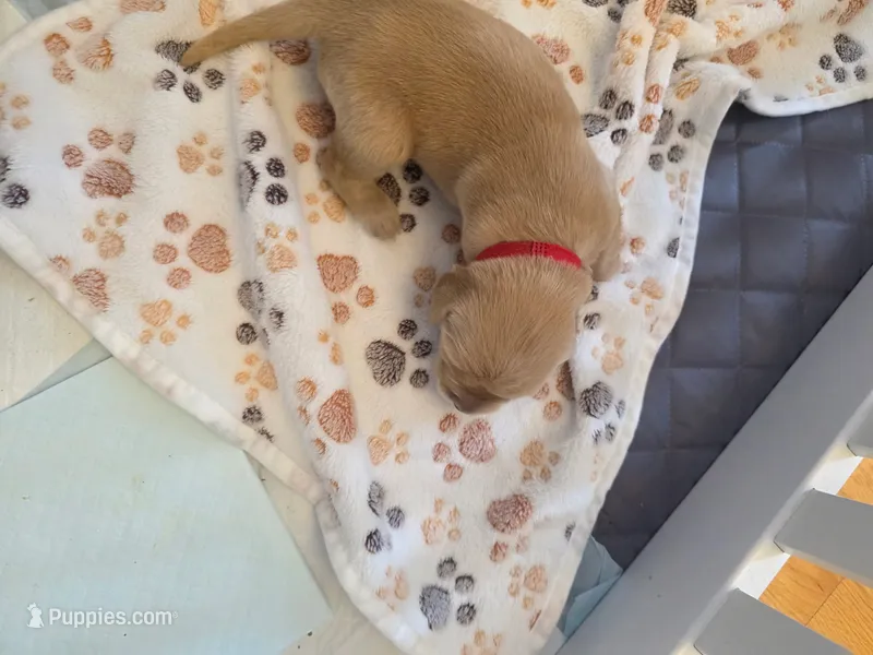 Red – Golden Retriever puppy for sale in Cicero, NY