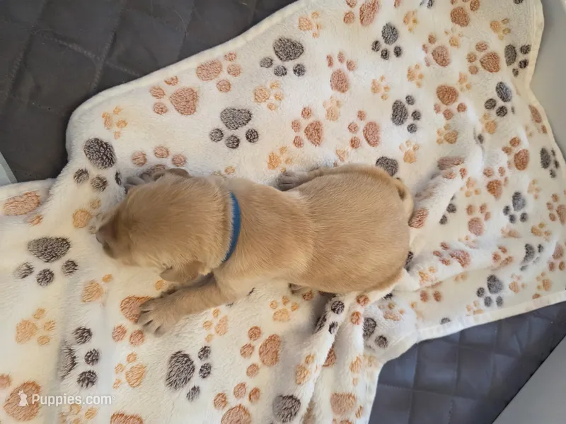 Dark Blue – Golden Retriever puppy for sale in Cicero, NY