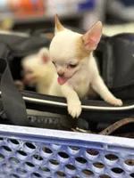 Millie , a female Chihuahua for sale in Houston, TX – 2 of 4