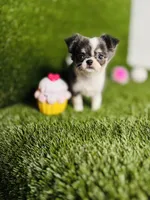 Zoe, a female Chihuahua for sale in Houston, TX – 4 of 10