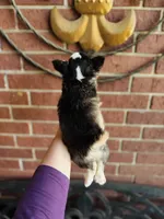 Libby Lou , a female Chihuahua for sale in Houston, TX – 7 of 10