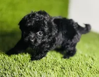 Velvet , a female Poodle - Toy  for sale in Houston, TX – 5 of 10