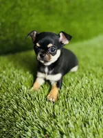 Paisley Teacup sz., a female Chihuahua for sale in Houston, TX – 5 of 10