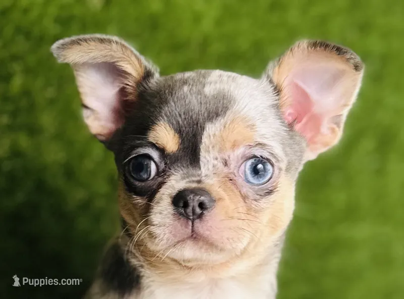 Rain Drop blue merle blue eye – Chihuahua puppy for sale in Houston, TX
