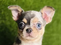 REY Rain Drop blue merle blue eye, a female Chihuahua for sale in Houston, TX – 1 of 10