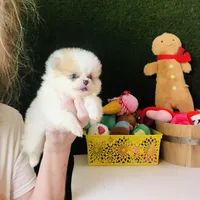 (X small) Tcup Cookie Dough Baby, a female Pomeranian for sale in Houston, TX – Photo 4 of 10