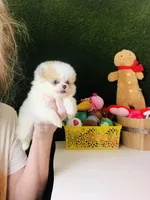 Tcup Cookie Dough Baby, a female Pomeranian for sale in Houston, TX – Photo 4 of 10