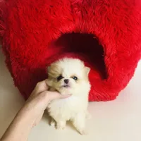 (X small) Tcup Cookie Dough Baby, a female Pomeranian for sale in Houston, TX – Photo 5 of 10