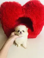 Tcup Cookie Dough Baby, a female Pomeranian for sale in Houston, TX – Photo 5 of 10