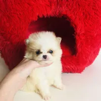 (X small) Tcup Cookie Dough Baby, a female Pomeranian for sale in Houston, TX – Photo 8 of 10