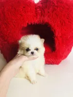 Tcup Cookie Dough Baby, a female Pomeranian for sale in Houston, TX – Photo 8 of 10