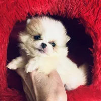 (X small) Tcup Cookie Dough Baby, a female Pomeranian for sale in Houston, TX – Photo 9 of 10