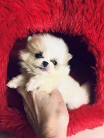 Tcup Cookie Dough Baby, a female Pomeranian for sale in Houston, TX – Photo 9 of 10