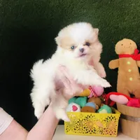 (X small) Tcup Cookie Dough Baby, a female Pomeranian for sale in Houston, TX – Photo 3 of 10