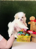 Tcup Cookie Dough Baby, a female Pomeranian for sale in Houston, TX – Photo 3 of 10