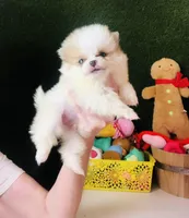 Tcup Cookie Dough Baby, a female Pomeranian for sale in Houston, TX – Photo 1 of 10
